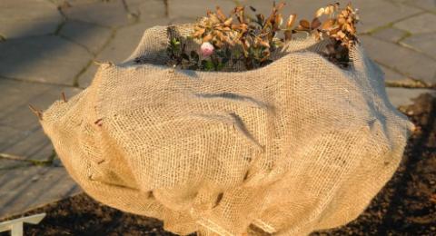 burlap protection for rose