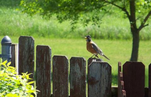 A robin perched on a fence