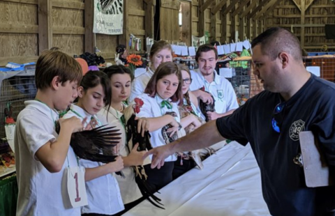 animal judging at fair event