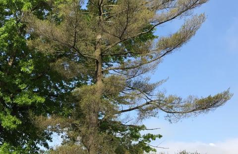 Distressed white pine tree