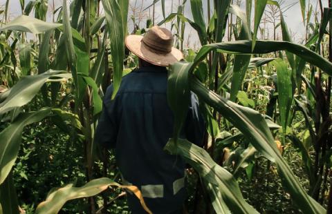 A farmer walking in a field of corn