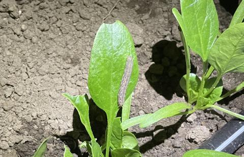 Cutworm on a spinach plant