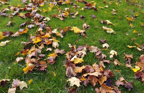 leaves on lawn