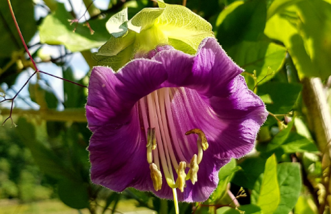 vine flower
