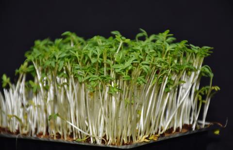 Pictured is a container with microgreens like gardencress.