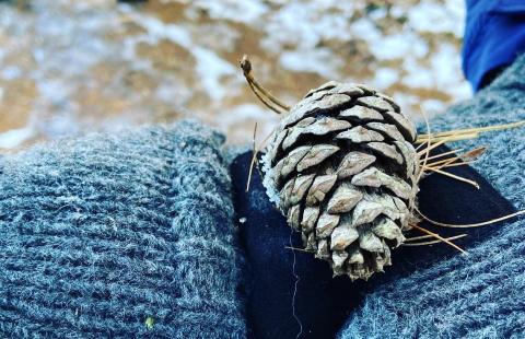 hand holding a pine cone