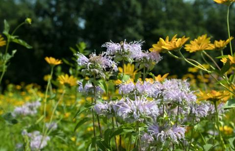 diverse pollinator meadow - UNH Extension