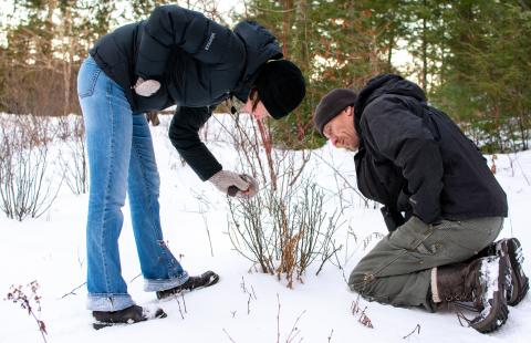 county foresters look at a shrub