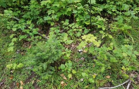 Balsam Fir and Sugar Maple Seedlings Regenerating in a Patch Cut