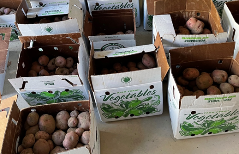 Potatoes in boxes from Gleaning Project