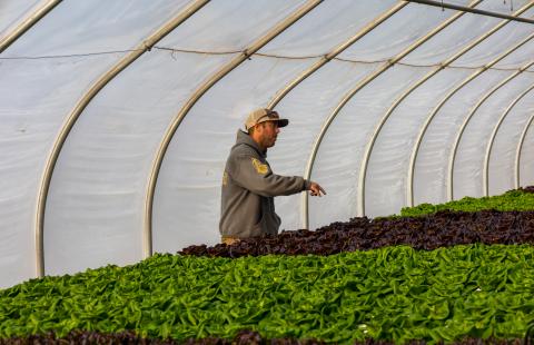 Farmer in greenhouse gesturing to crops