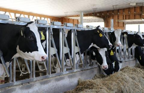 Cows on a feeding line