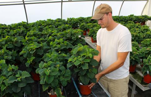 A man tends to his crops in a greenhouse. 