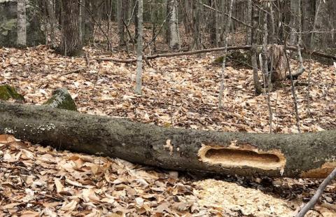 log with hole made by pileated woodpecker