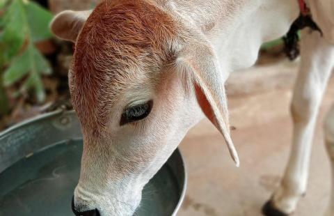 dairy calf drinking water