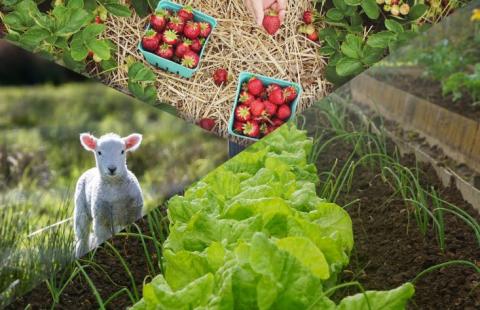 Collage of lettuce, lamb, strawberries