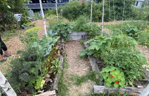 Vegetable and Flower Garden in New London at Colby Sawyer Collage
