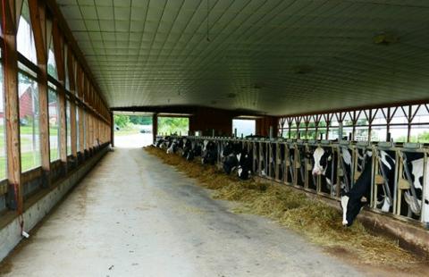 dairy cows in barn