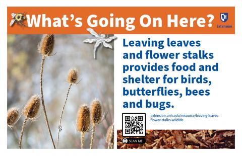 Leaving Leaves and flower stalks provides food and shelter for birds, butterflies, bees and bugs.