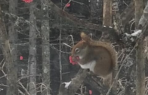 Red Squirrel Feeding on Highbush Cranberry