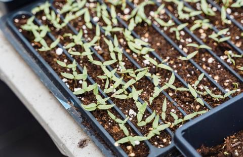 Young pepper seedlings sit in trays waiting to be potted up