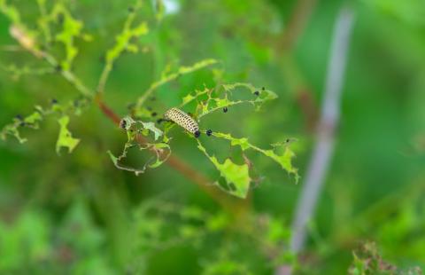Viburnum Leaf Beetle Larva