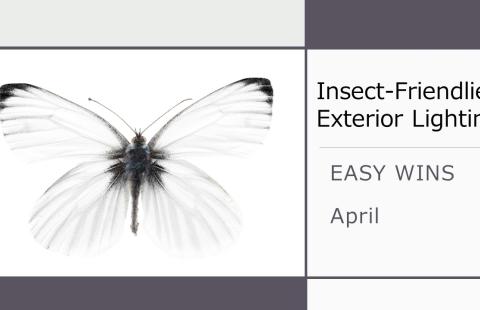 Insect Friendlier Exterior Lighting