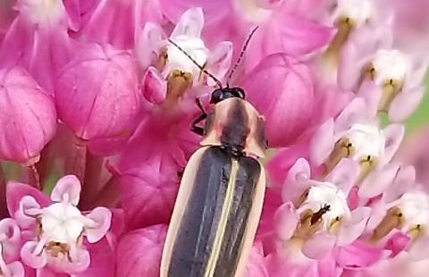 Firefly on Swamp Milkweed