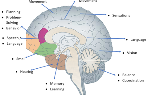 the brain, functions of