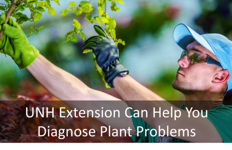 UNH Extension Can Help You Diagnose Plant Problems