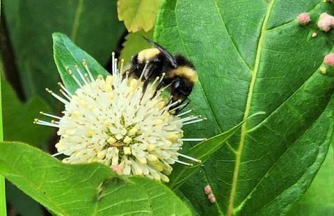 bumblebee on buttonbush