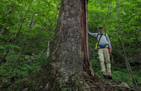 Chris Kane standing next to an old birch tree