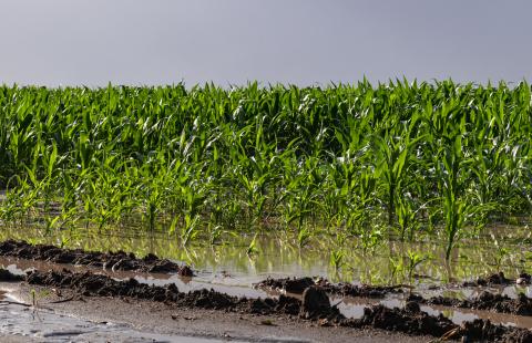 Flooded corn field.