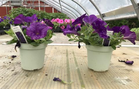 Picture of two potted petunia plants on a table