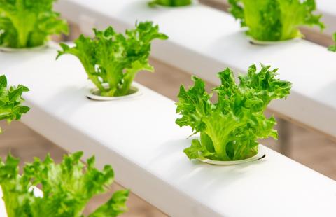 Close up picture of a hydroponic lettuce grow system.