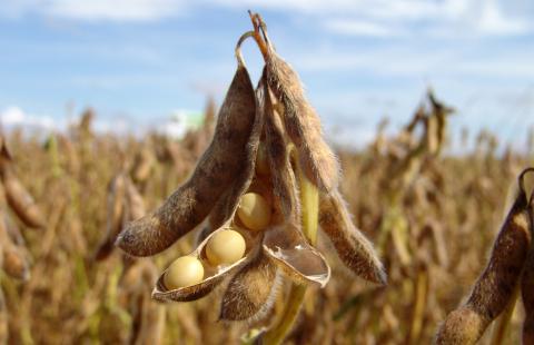 A field a soybeans, with a close up of an opened dried soybean pod.