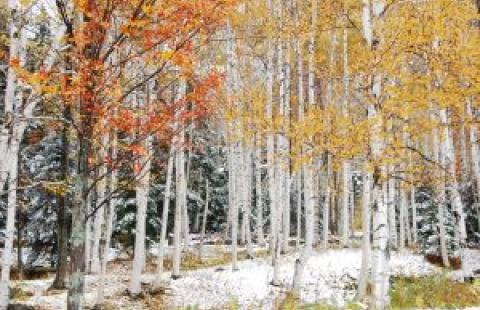 Birch Tree Forest with Snow