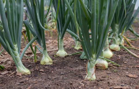 Rows of onions in soil