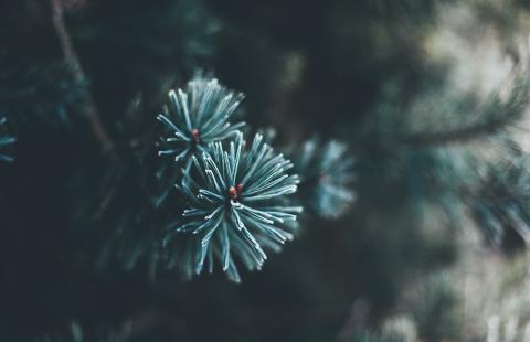 Tip of a fir tree branch with green needles