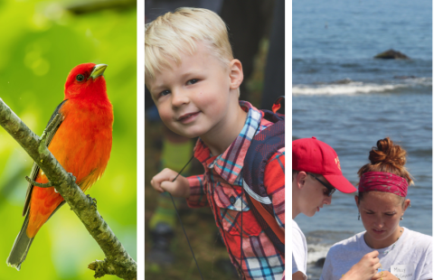 Red bird, boy in woods, and two students at the ocean