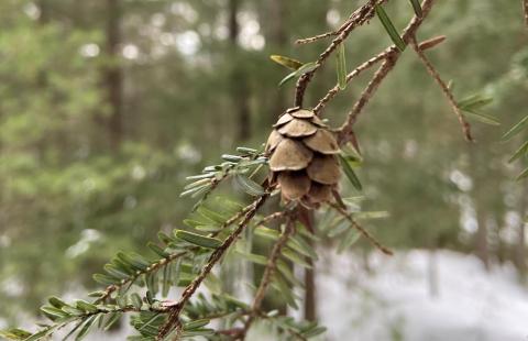 Mature eastern hemlock cones are about ¾ of an inch long.