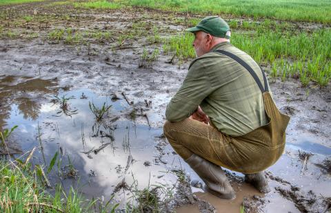 As the farmer surveys his flooded field, he feels a sense of despair. Climate change has brought more extreme weather, making it harder to grow crops and maintain his livelihood.