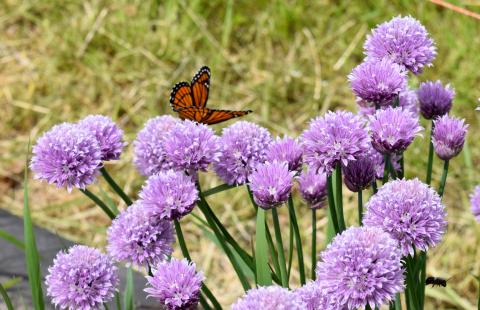 Butterfly and chives