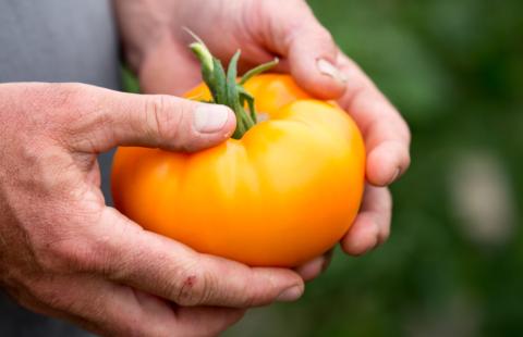 Hands holding an orange tomato