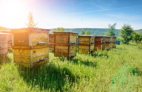 An image of bee keeping boxes stacked in a field on a sunny day