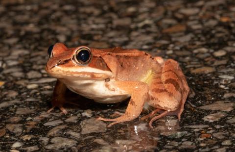 Tan and orange colored wood frog 