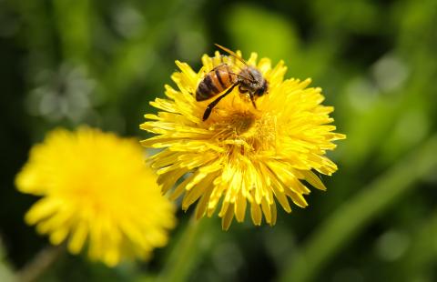 A honey bee on a dandelion