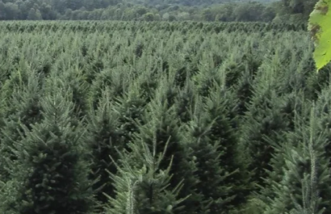 Rows of Christmast trees at Glove Hollow Christmas Tree Farm in Plymouth New Hampshire