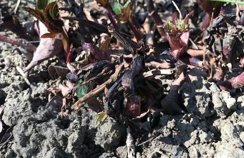 Black growth on hellebore plant