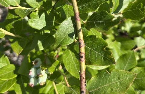 Gibbera twig blight shows black spots, stromata, with red margins